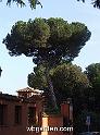 wbgarden roma pines 172